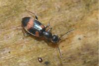 Anthicus laeviceps