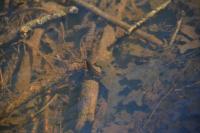 Dytiscus
