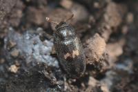 Biphyllus lunatus