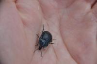 Phosphuga atrata