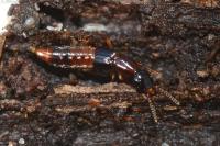 Atrecus affinis