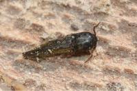 Nematodes filum