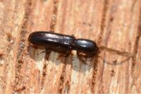 Teredus cylindricus