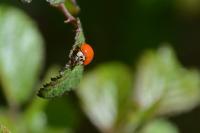 Harmonia axyridis