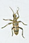 Rhagium mordax