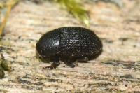 Hylesinus crenatus