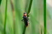 Cantharis fusca