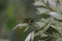 Oedemera nobilis