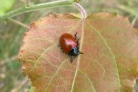 Chrysomela