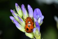 Gonioctena fornicata