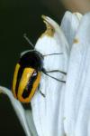 Cryptocephalus vittatus