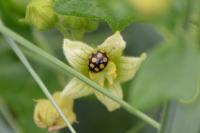 Coccinula quatuordecimpustulata