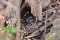 Lucanus cervus