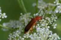 Rhagonycha fulva