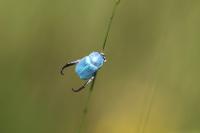 Hoplia coerulea
