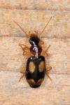 Dromius quadrimaculatus