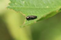 Agrilus