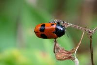 Clytra laeviuscula