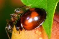 Exochomus quadripustulatus