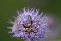 Psilothrix viridicoerulea