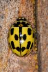 Propylea quatuordecimpunctata