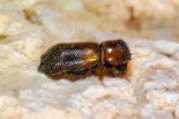 Scobicia chevrieri