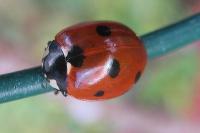 Coccinella septempunctata
