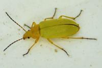Cteniopus sulphureus