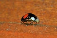 Harmonia axyridis