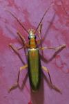 Nacerdes carniolica