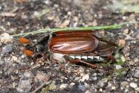 Melolontha melolontha