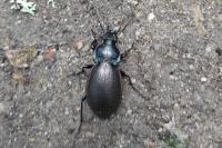 Carabus nemoralis