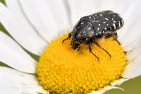 Oxythyrea funesta