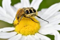 Trichius gallicus