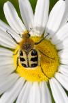 Trichius gallicus
