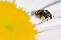 Anthrenus