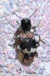 Clerus mutillarius
