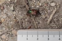 Phyllopertha horticola
