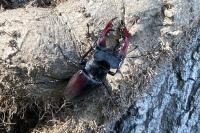 Lucanus cervus cervus