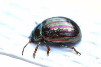 Chrysolina americana