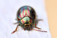 Chrysolina americana