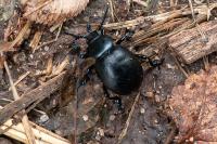 Timarcha tenebricosa
