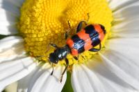 Trichodes apiarius