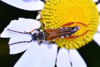 Stenopterus rufus