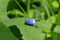 Hoplia coerulea