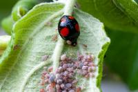 Harmonia axyridis