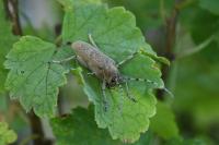 Saperda carcharias