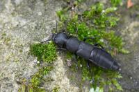 Ocypus olens