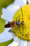 Stenurella bifasciata