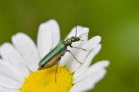 Oedemera nobilis